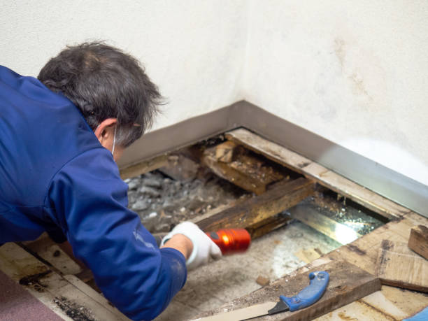 Best Mold Remediation  in Skokie, IL