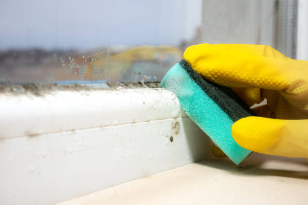 Best Attic Mold Removal  in Skokie, IL