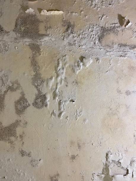 Best Residential Mold Removal  in Skokie, IL