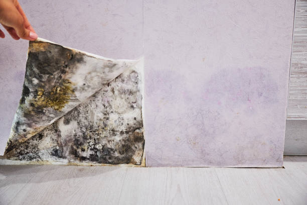 Best Black Mold Removal  in Skokie, IL
